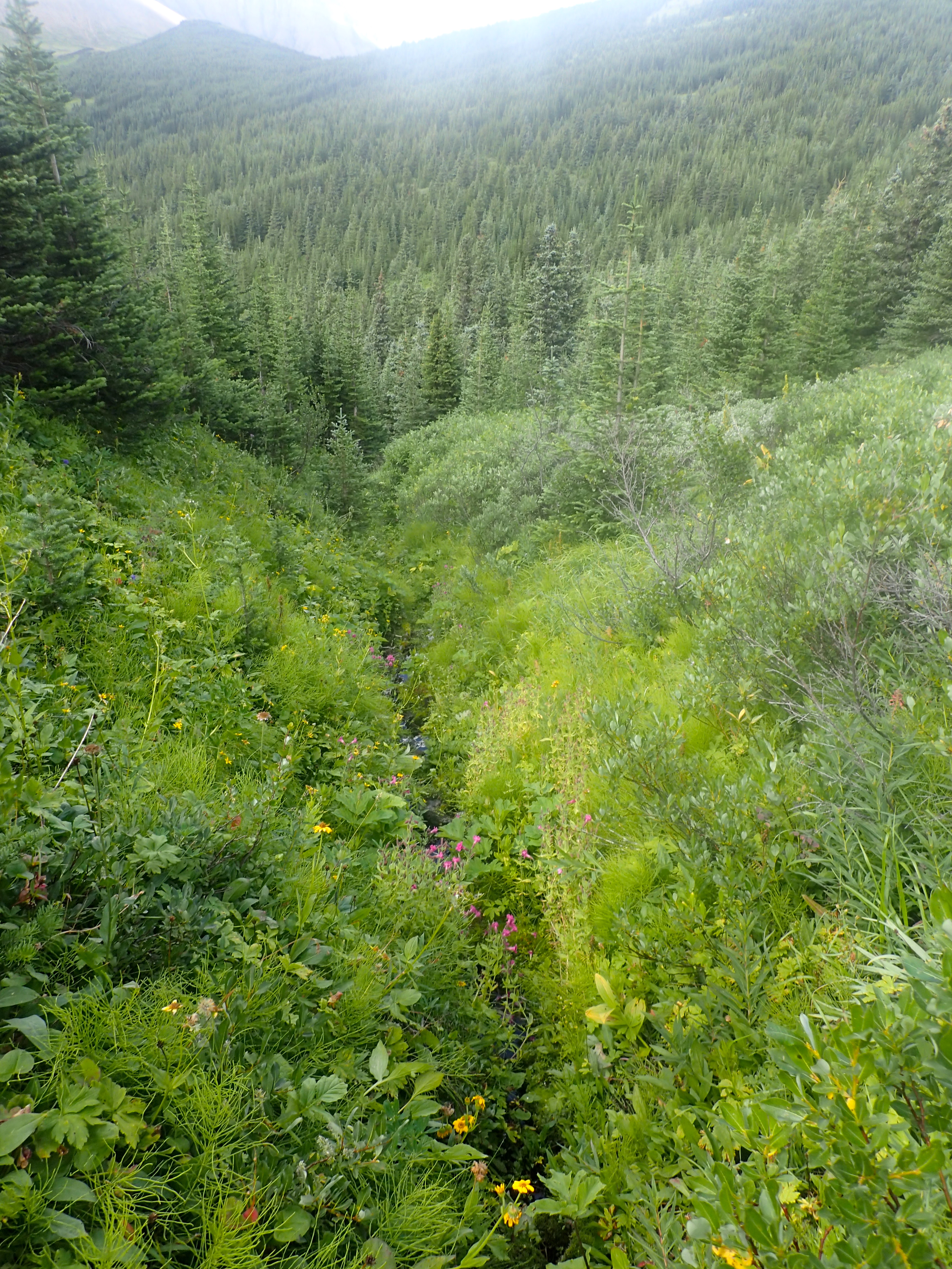 Erythranthe lewisii in older alpine recession pathway zone
